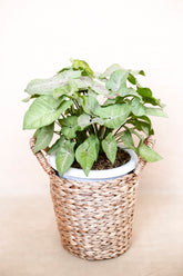 Syngonium milk confetti